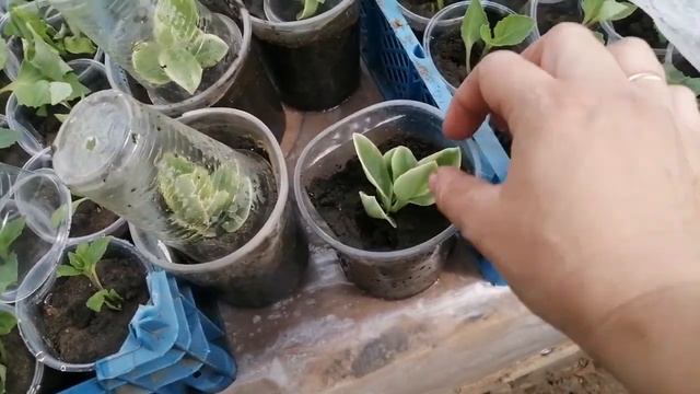 Аптение черенкование.