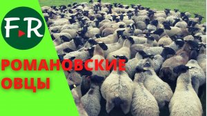Разведение овец Романовской породы. Племенной репродуктор ООО Романовское