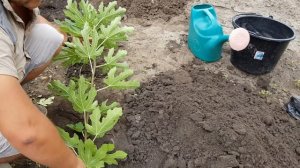 Как посадить ИНЖИР. Саженцы Инжира.