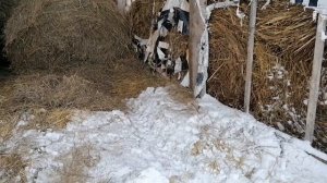 хранилище для сена