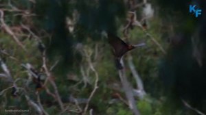 Летучая лисица - ужасный зверь, которого не нужно бояться. Выглядит как летучая мышь, но есть нюанс