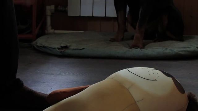 КОМАНДА "МЕСТО"ДРЕССИРОВКА И ВОСПИТАНИЕ РОТВЕЙЛЕРА.