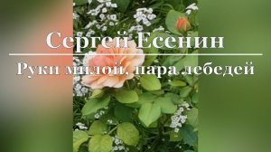 Сергей Есенин - Руки милой, пара лебедей