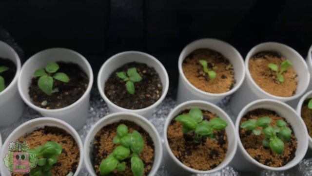 7. Зимний огород без фитоламп. Перестановка. смотреть онлайн