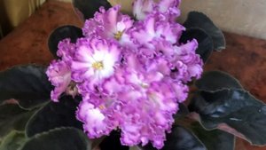 Красиво цветущие НД Сахарный щербет.