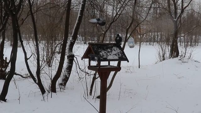 Л Письменный, А Шальнова, К Культурмиди, Самые красивые места района: магия в Покровском-Стрешнево.