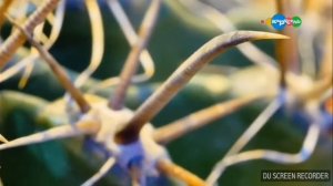 Микроистория. Необычные листы.