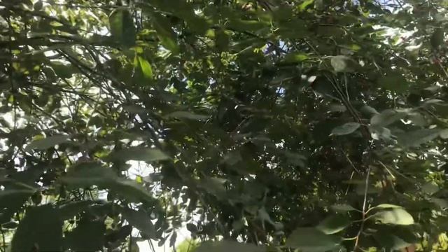 85 «Консервный завод»??? смотреть онлайн