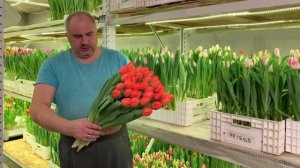 Полный КАТАЛОГ ТЮЛЬПАНОВ с лучшими актуальными сортами и новинками!