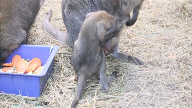 Кенгуру беннетта и серые кенгуру с малышами 20.12.2023 смотреть онлайн