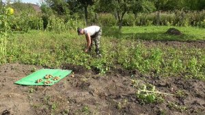 Сидераты. 3х-летний эксперимент. 3-й этап (о2016-вл2017)