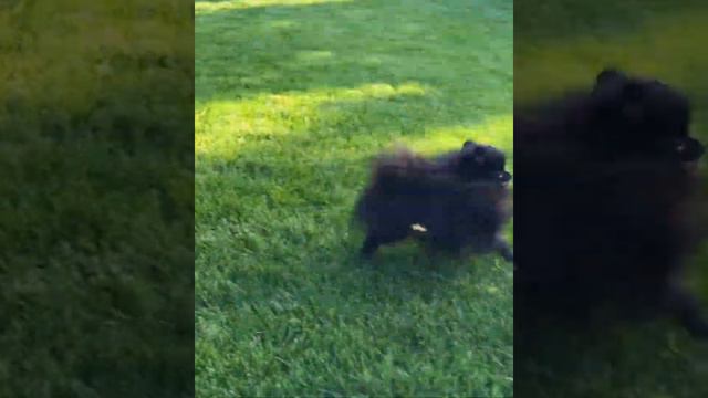 Черный СУПЕР МИНИ МИШКА ПОМ смотреть онлайн