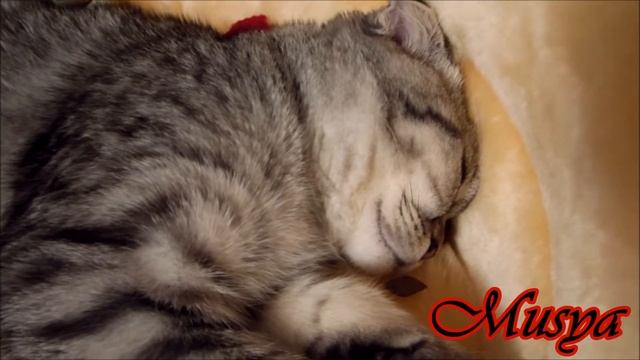 Кошачья мята и Муся смотреть онлайн