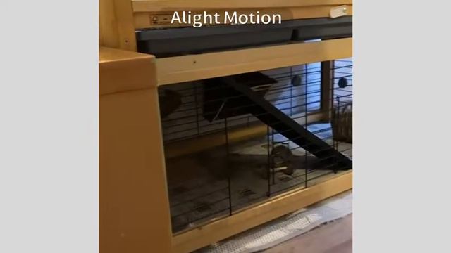 Что должно быть обязательно в клетке кролика🐇❤😊🙃😁😋😶 смотреть онлайн