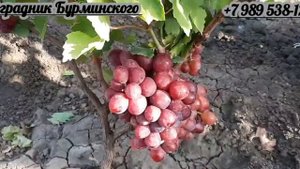 НОВИНКА!!! ГФ. Винограда ДНЕПРОВСКИЙ АЛМАЗ (Калугин В.М.).