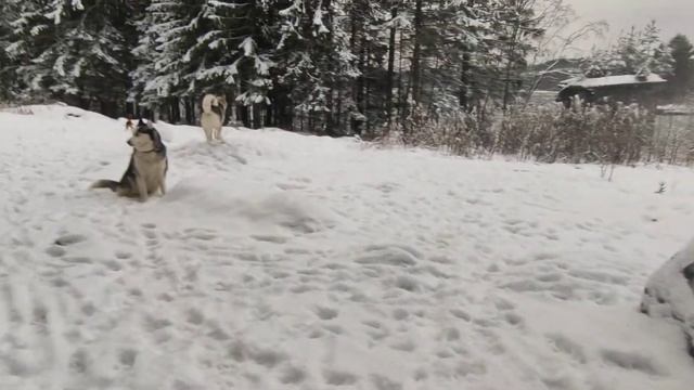 Хаски,который пытался лаять ?? смотреть онлайн