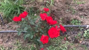 Ла Севильяна!Одна из лучших роз на моем участке. Роза огонь! Роза пожар!