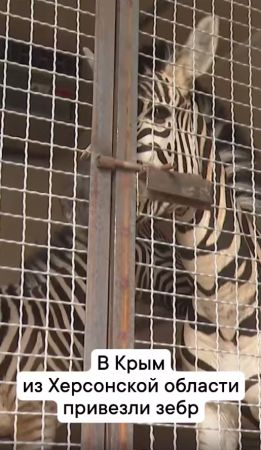 В Крым из Херсонской области привезли зебр