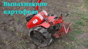 Выпахивание картошки мотоблоком