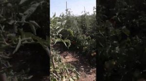 сорт помидора "мамстон"сбор урожая