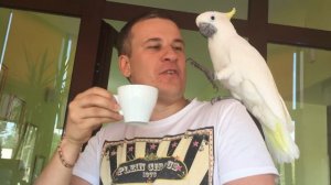 Попугай Какаду Кирюня отбирает кофе!