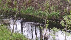 Осушение торфяников на территории национального парка Мещёрский. н.п.Болонь.