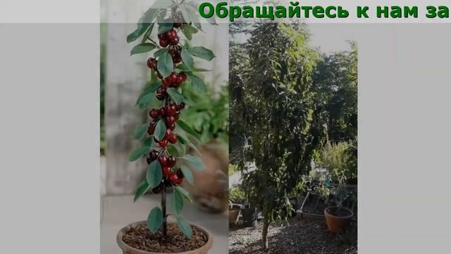 Сайт Домашние Фрукты Отзывы