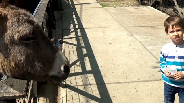 Кормим Животных на Ферме. Farm visit, Feeding the Animals! смотреть онлайн