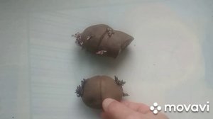 MovaviClips Video 12 Проращивание картофеля и клоновый отбор