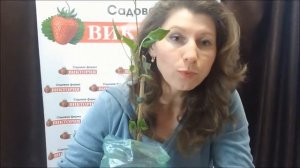 Что делать с купленными саженцами клематиса. 10 Весна. часть 1