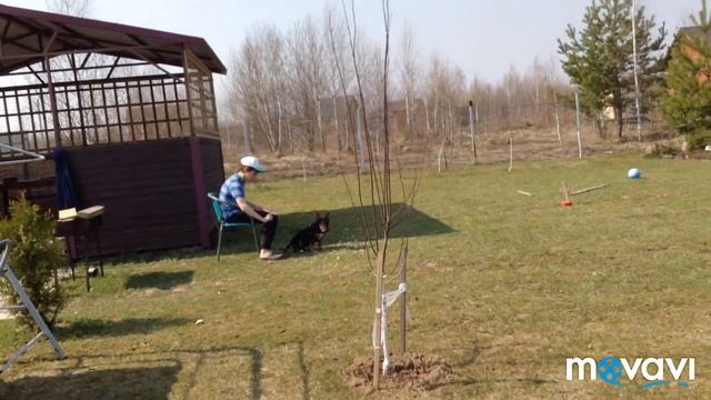 Тёплые выходные. Собачка на привязи воспитываем. Качели пересадки смотреть онлайн