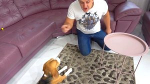 ПРИВИВКА ОТ СИРЕНОГОЛОВОГО. КАК ШЕРЛОК СОГЛАСИЛСЯ. Щенок Не ХОЧЕТ к ВРАЧУ. Брос Шоу Пет