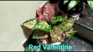 Best indoor plants @premamysore vlogs