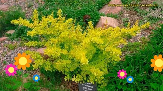 Барбарис тунберга Сенсейшн. Краткий обзор, описание характеристик Berberis Thunbergii Sensation