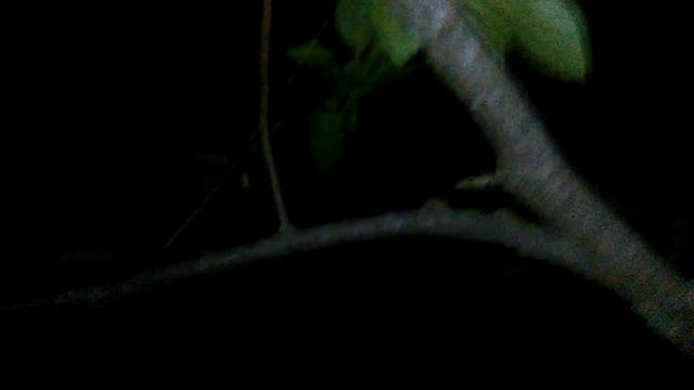 Деревья хурмы. Сад. смотреть онлайн