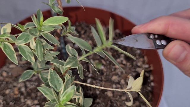 Тарентино вариегатный 6