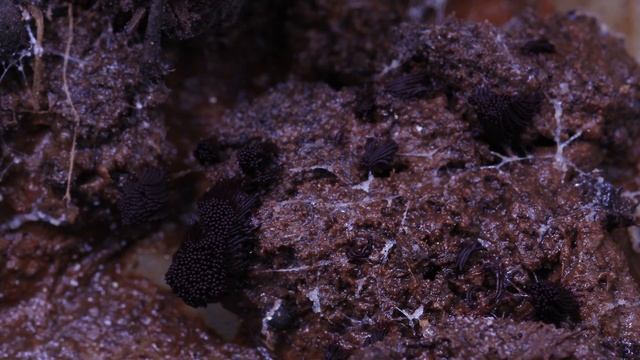 Slime Mold Time Lapse. Stemonitis Species 如果你見到一坨富得流油的髮網菌，會不會想吃了它 |【曳尾菌YeWeiJun】 смотреть онлайн