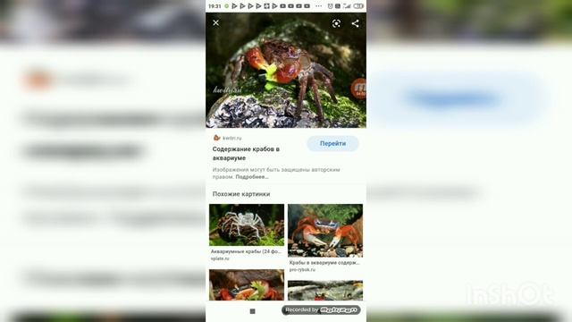 Содержание крабов в аквариуме. смотреть онлайн