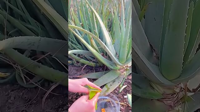 Aloevera cutting 😲