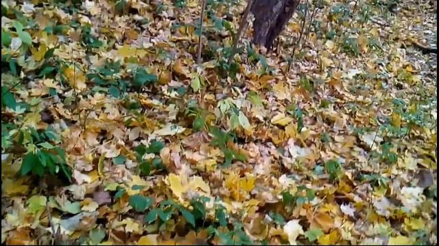 Типа грибы. опят нет. 2017г