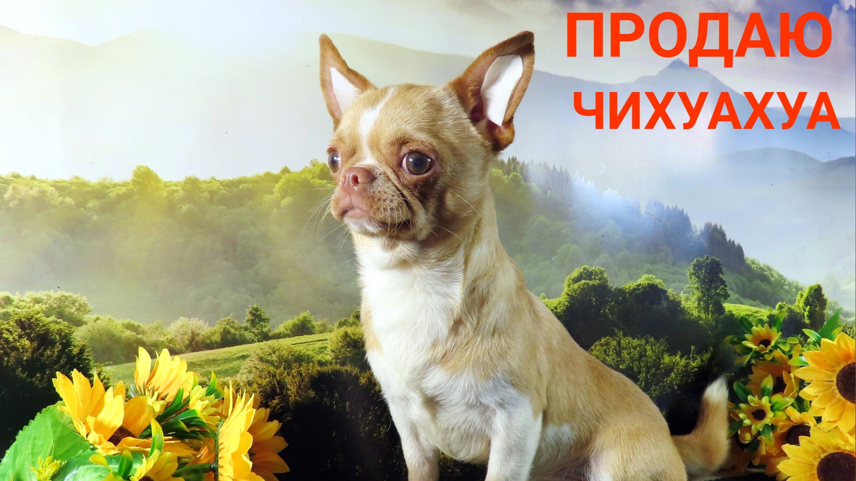 #ЧИХУАХУА_с_гарантией_ЗДОРОВЬЯ #купить_чихуахуа 89215950848 #продаю_щенка #ЦЕНА ОТ 15 тр и дороже