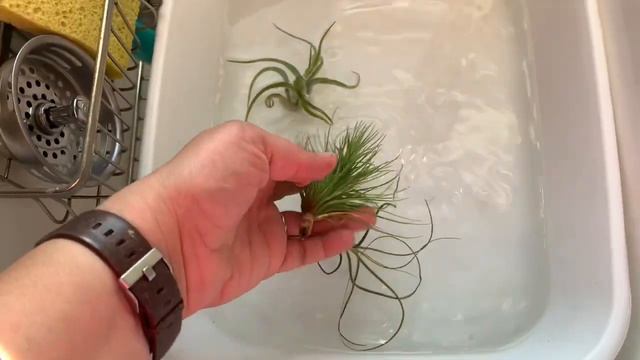 EASY AIR PLANT CARE: HOW TO WATER INDOOR AIR PLANTS!