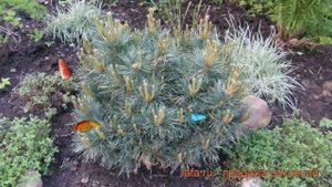 Сосна обыкновенная Мартэм (pinus sylvestris martham) ? обзор: как сажать, саженцы сосны Мартэм
