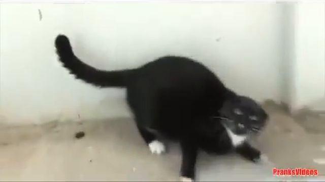 Смешные и резвые кошки и коты смотреть онлайн