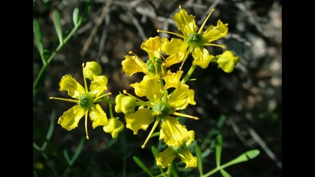 Рута. Использование в кулинарии как пряность. смотреть онлайн