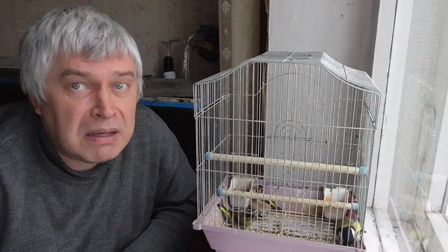 Птицы у меня в доме, я рассказываю про синицу