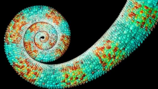 Числа Фибоначчи и Золотое сечение