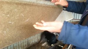 Как создать семью у нутрий !