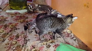 Друг без друга не как. Шотландский вислоухий кот Бонапарт. Европейская короткошерстная кошка Лиза.