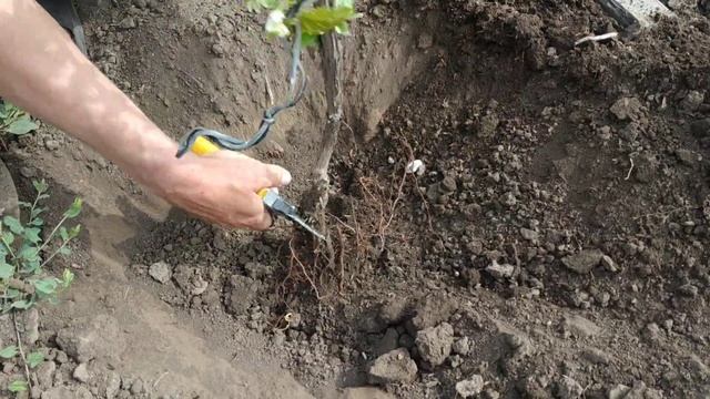 Уход за корнями винограда.Важно!!! смотреть онлайн